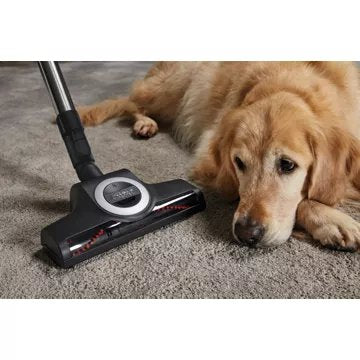 Aspirateur sans sac							MIELE				Blizzard cat and dog Flex Powerline