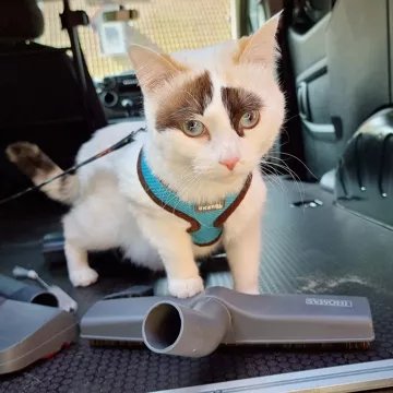 Aspirateur sans sac							THOMAS				Cycloon Hybrid Pet & Friends